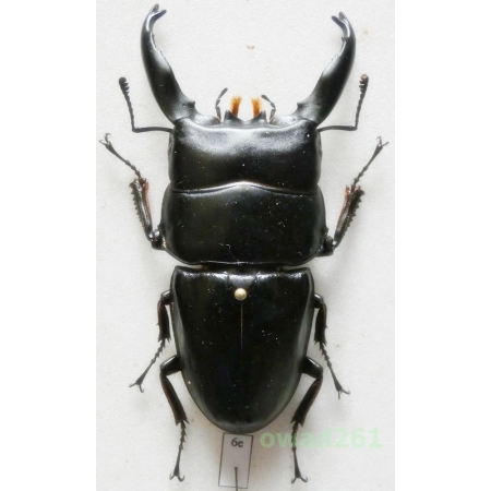 Dorcus alcides (Vollenhoven, 1865) +80mm Indonesia, Sumatra Is6e